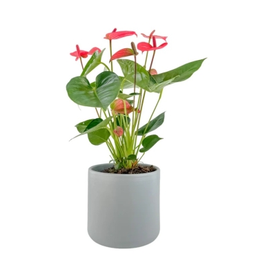Anthurium Plant in Ceramic Pot