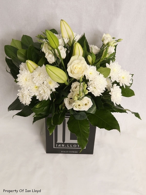 Ian Lloyd   White Elegance