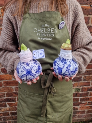 Large Waxed Amaryllis Bulb