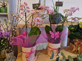 Hatbox Orchid